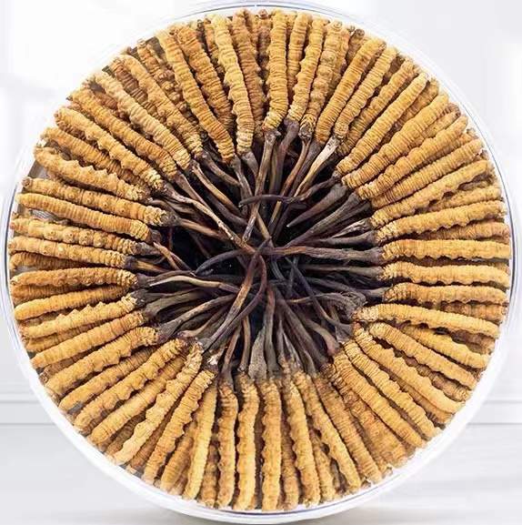 水磨沟冬虫夏草回收